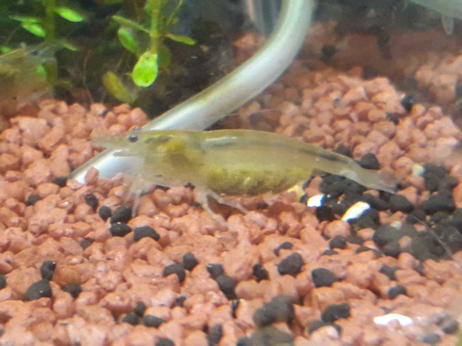 Amano Shrimp reference