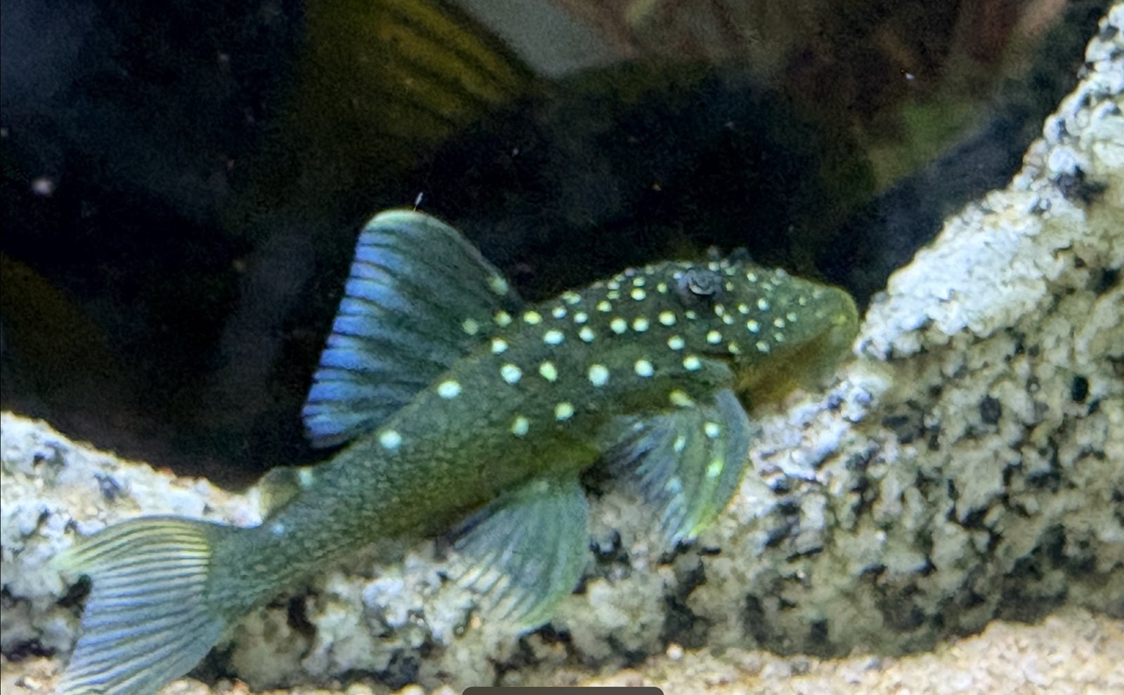 Blue Phantom Pleco L128 species reference