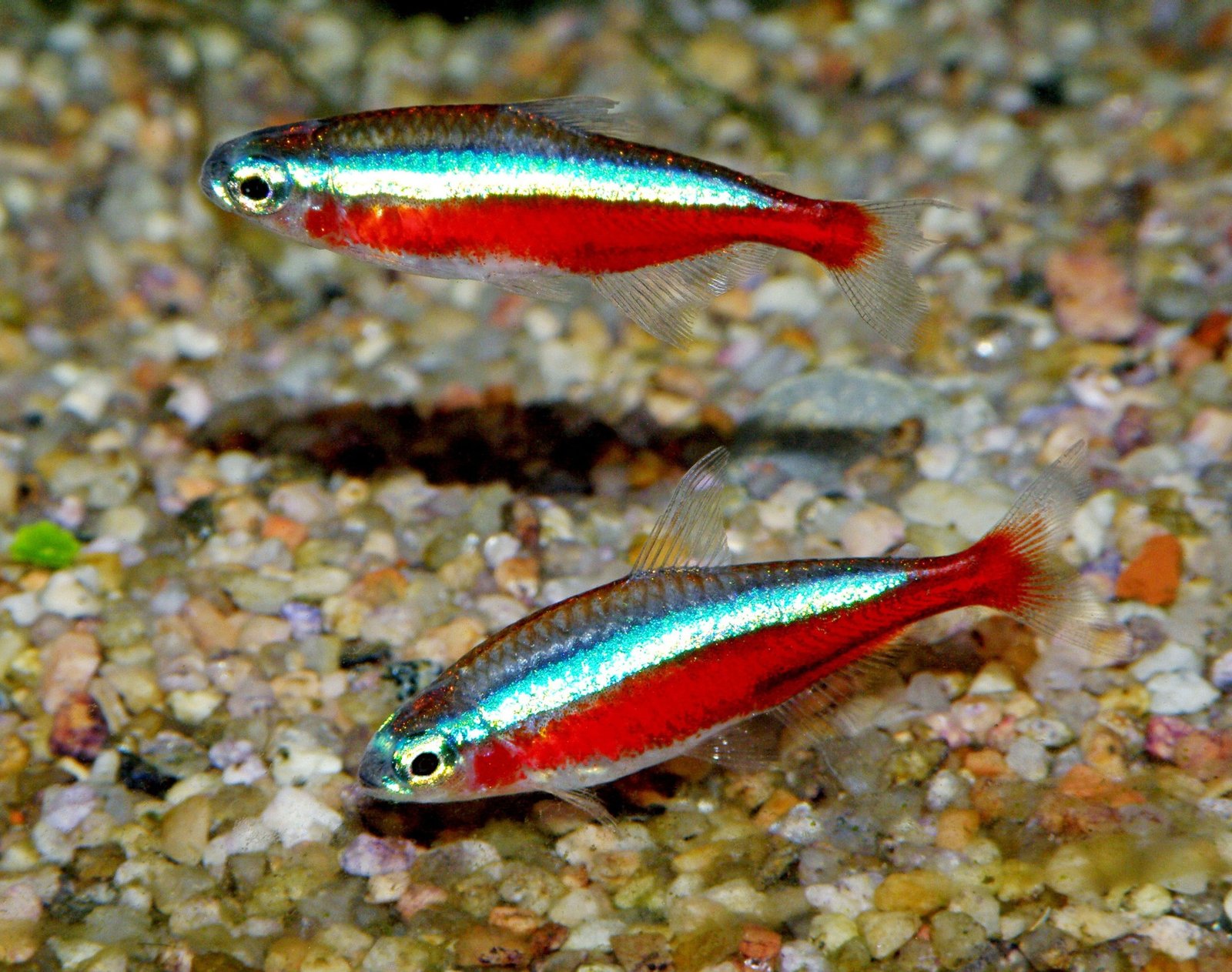 Cardinal Tetra reference