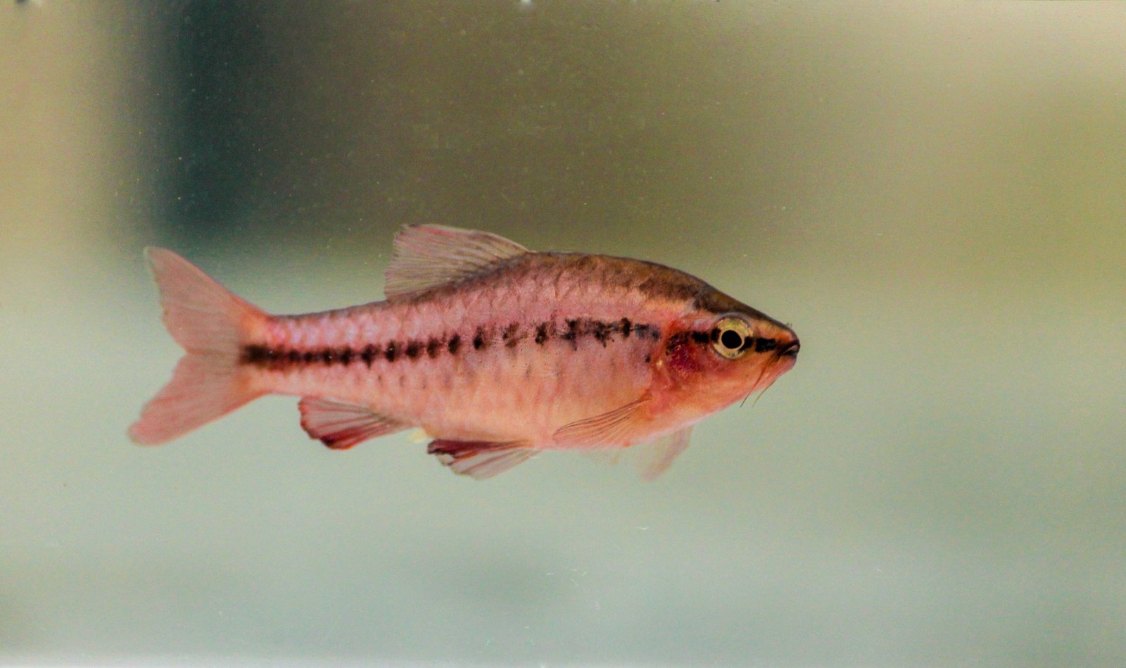 Cherry Barb species reference