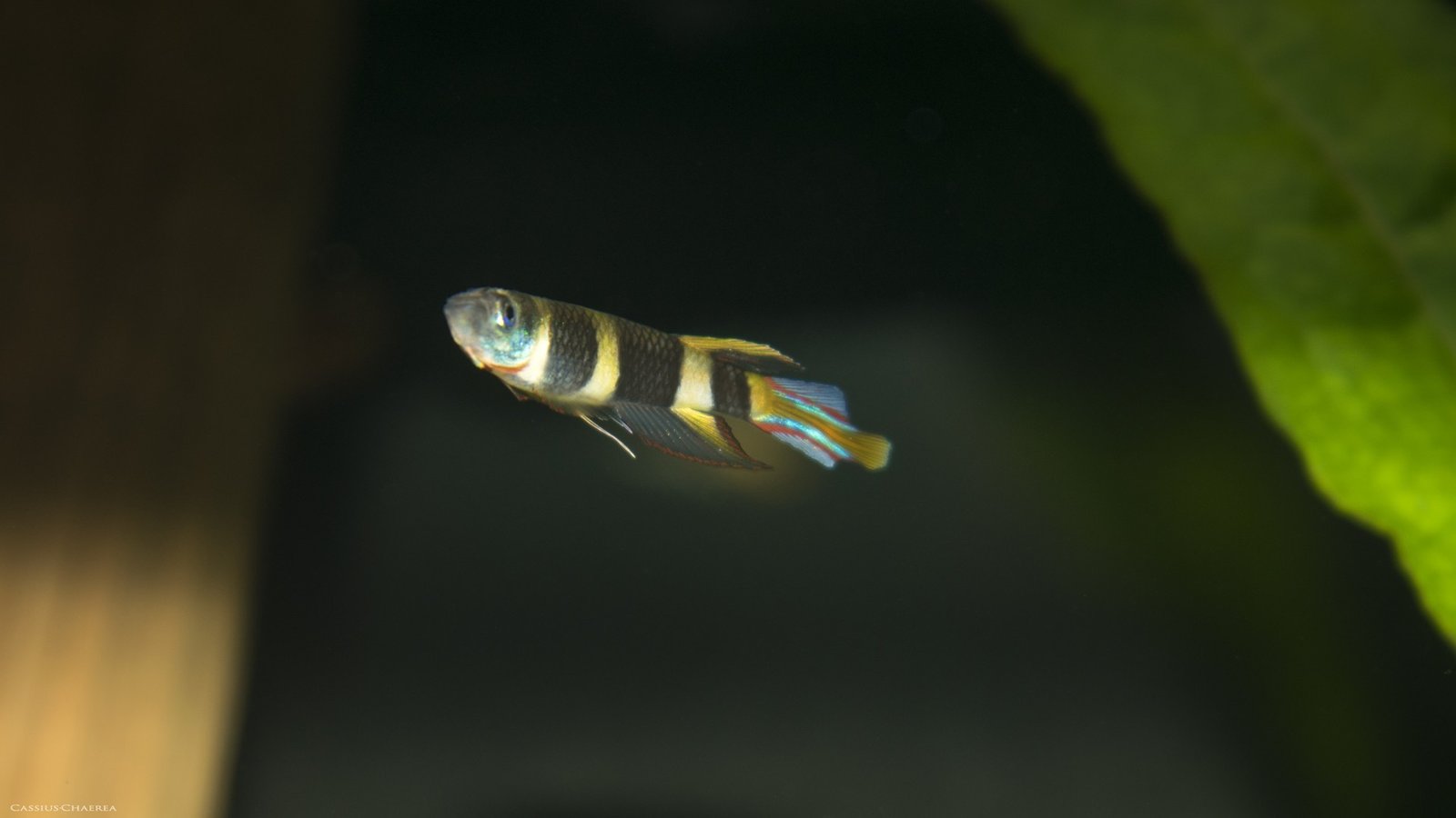 Clown Killifish reference