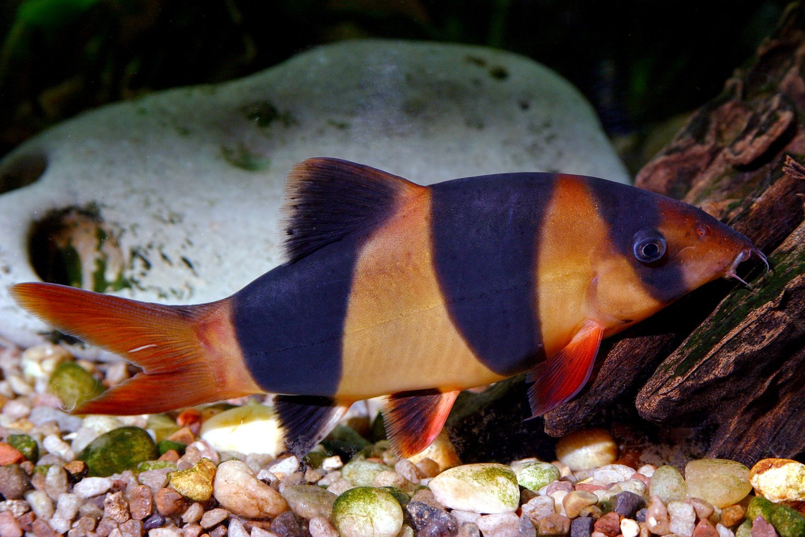 Clown Loach reference