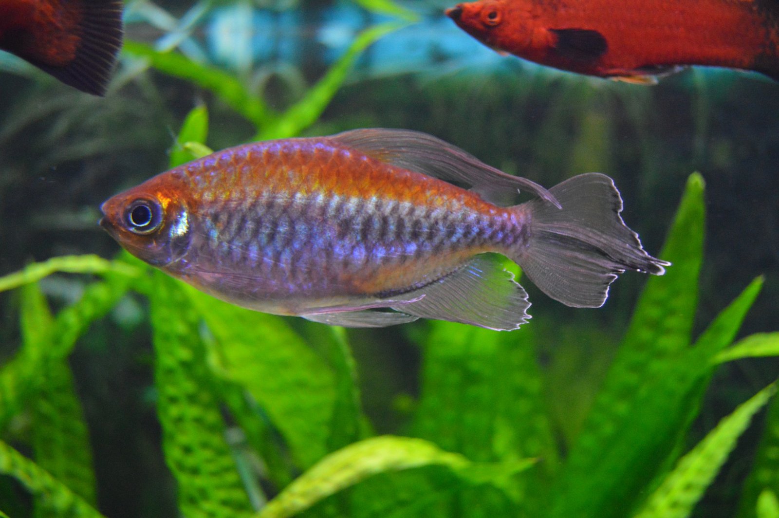 Congo Tetra species reference