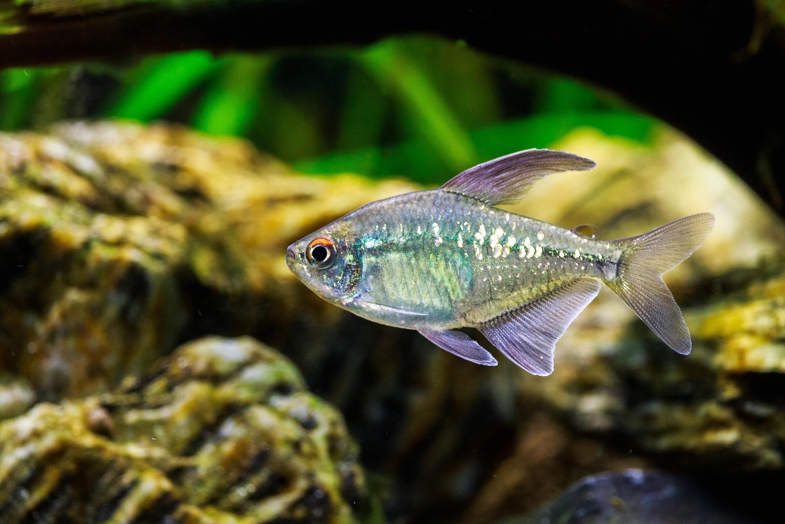 Diamond Tetra reference