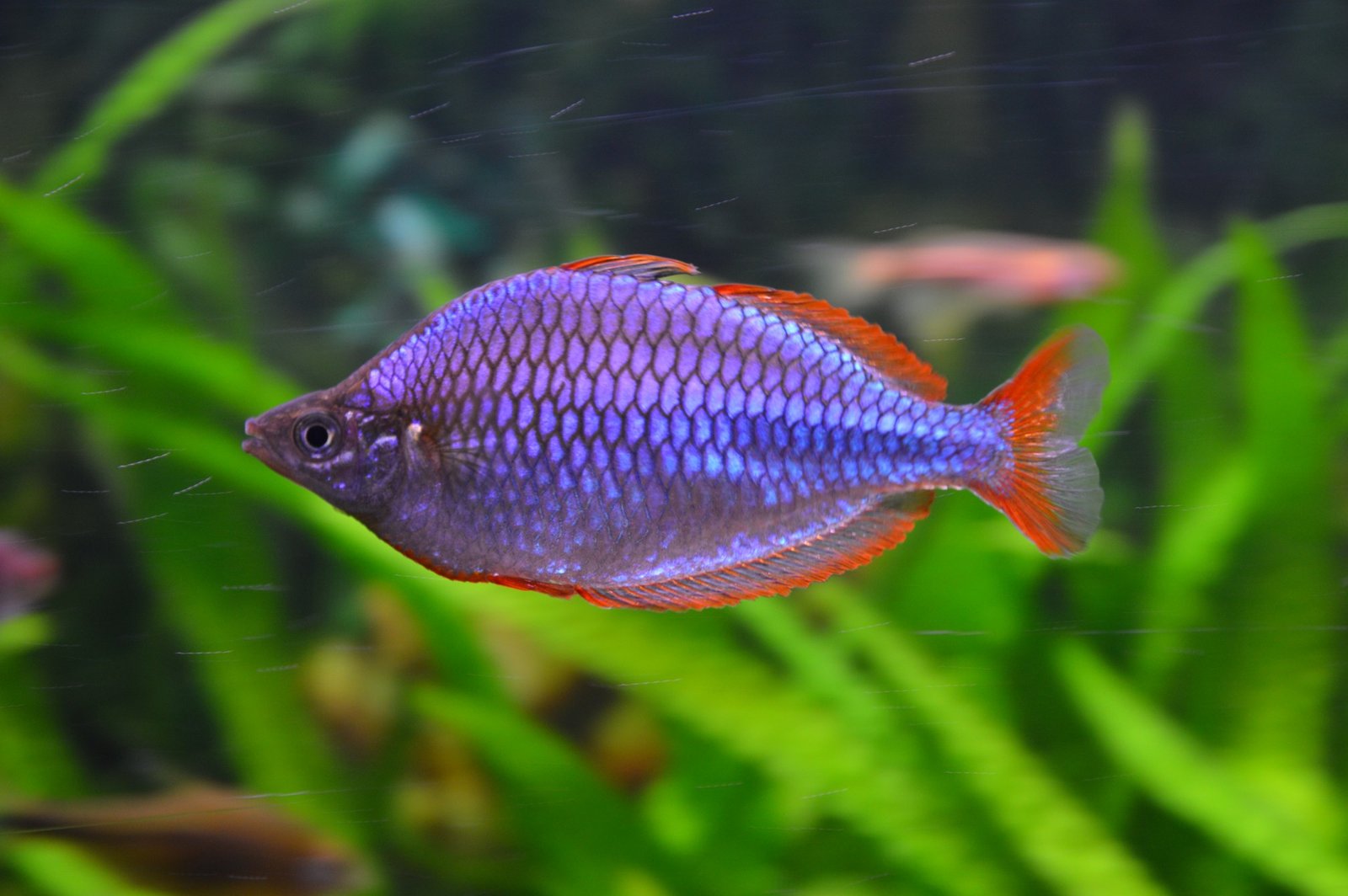 Dwarf Neon Rainbowfish species reference