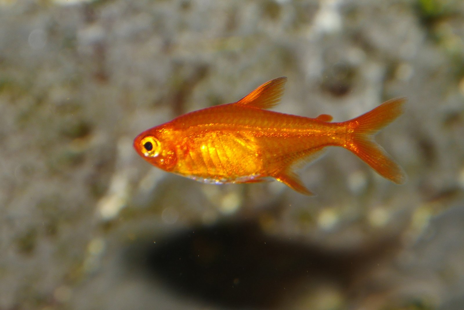 Ember Tetra species reference