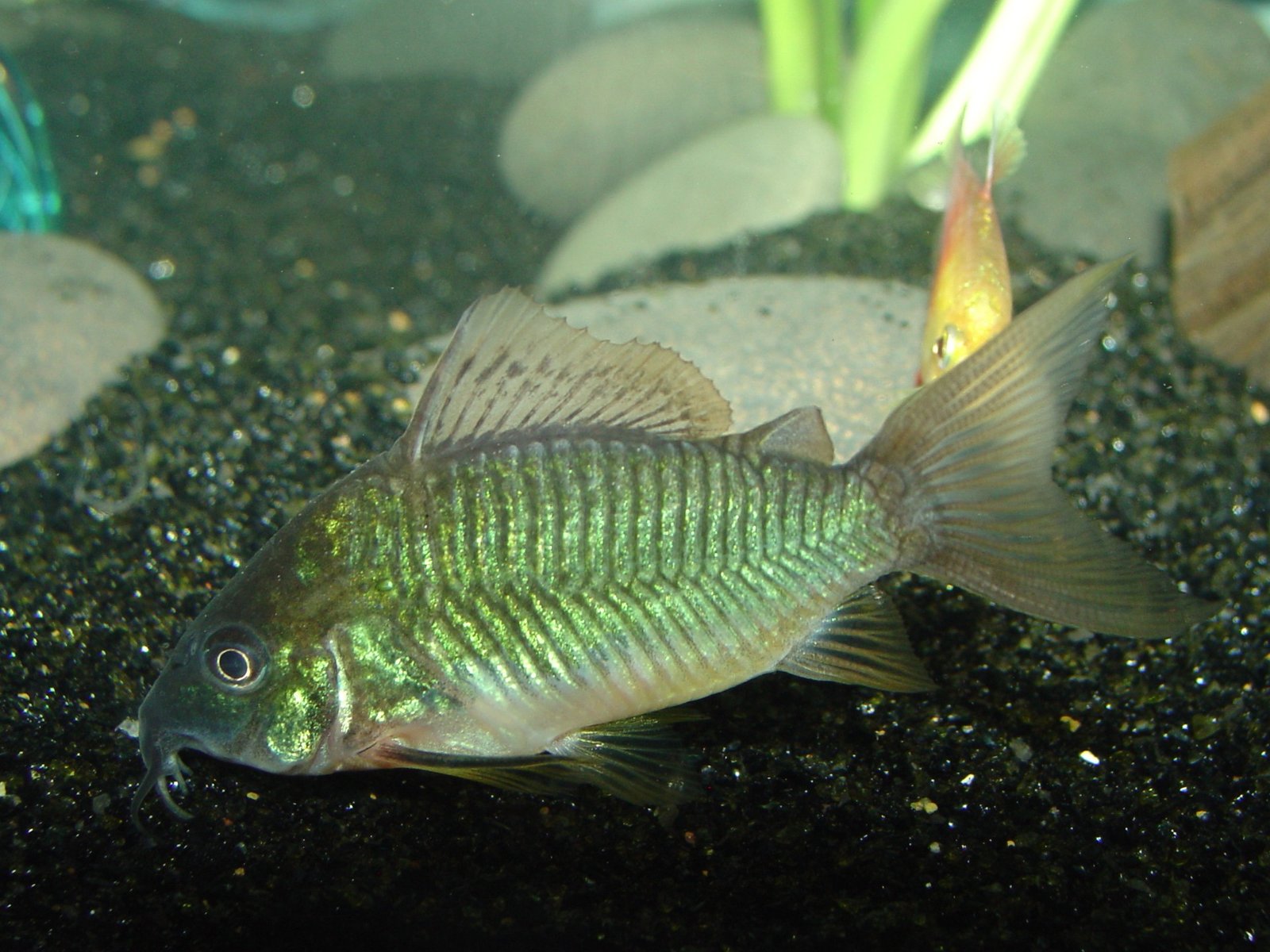 Emerald Green Corydoras species reference