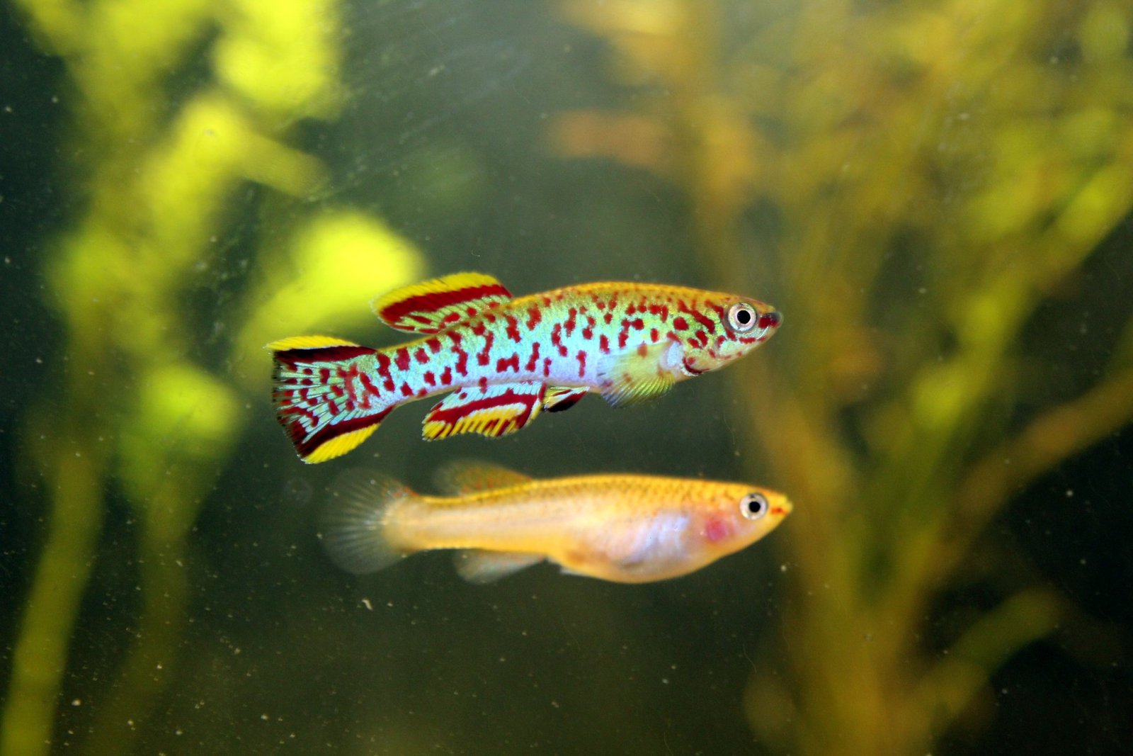 Gardneri Killifish species reference