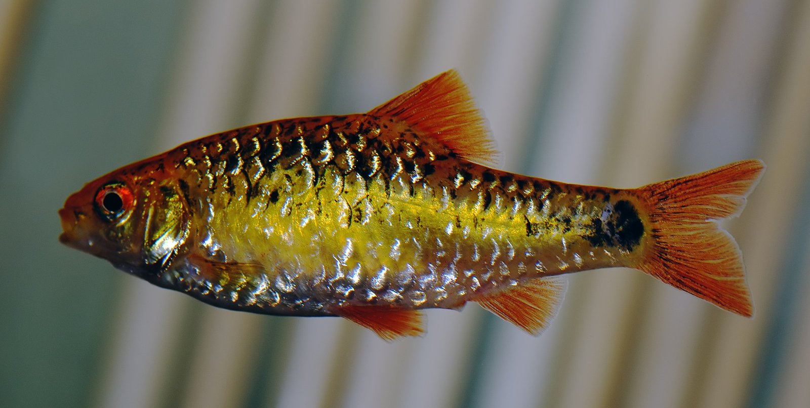 Gold Barb species reference