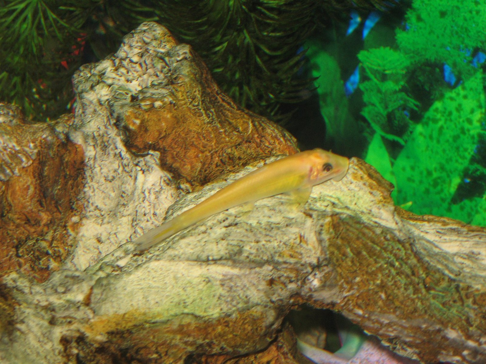 Golden Algae Eater species reference