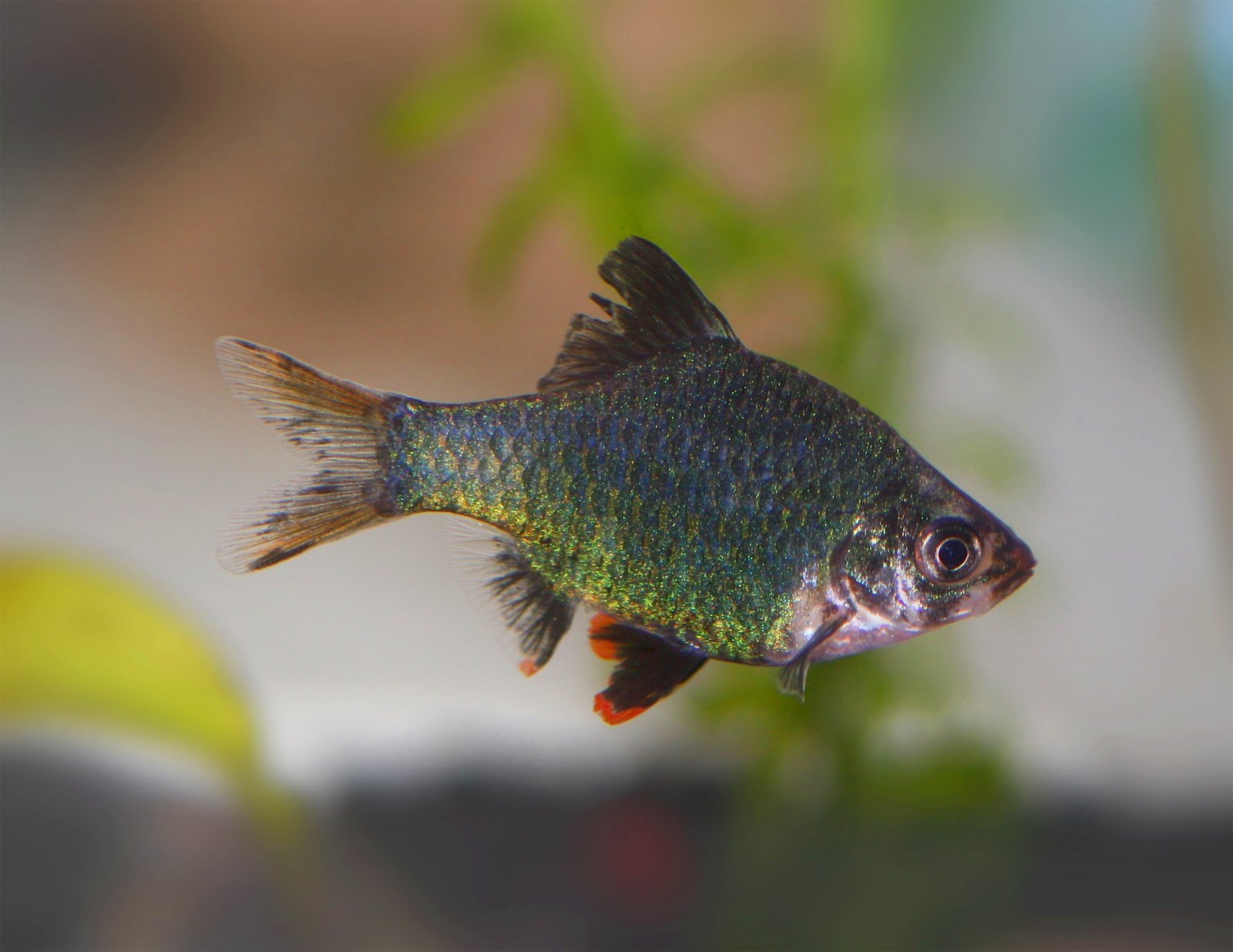 Green Tiger Barb species reference
