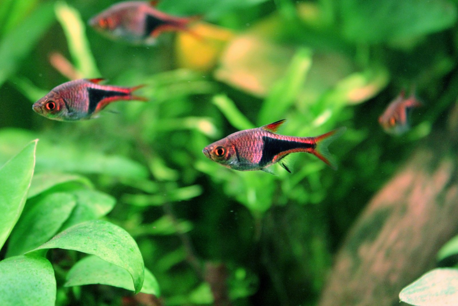 Harlequin Rasbora reference