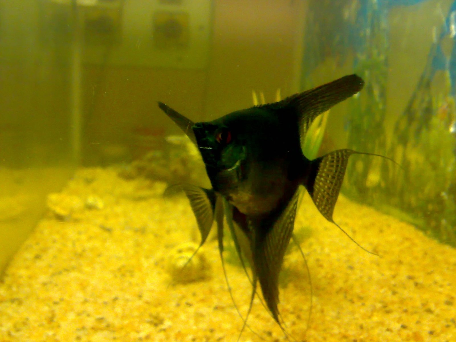 Jet Black Angelfish species reference