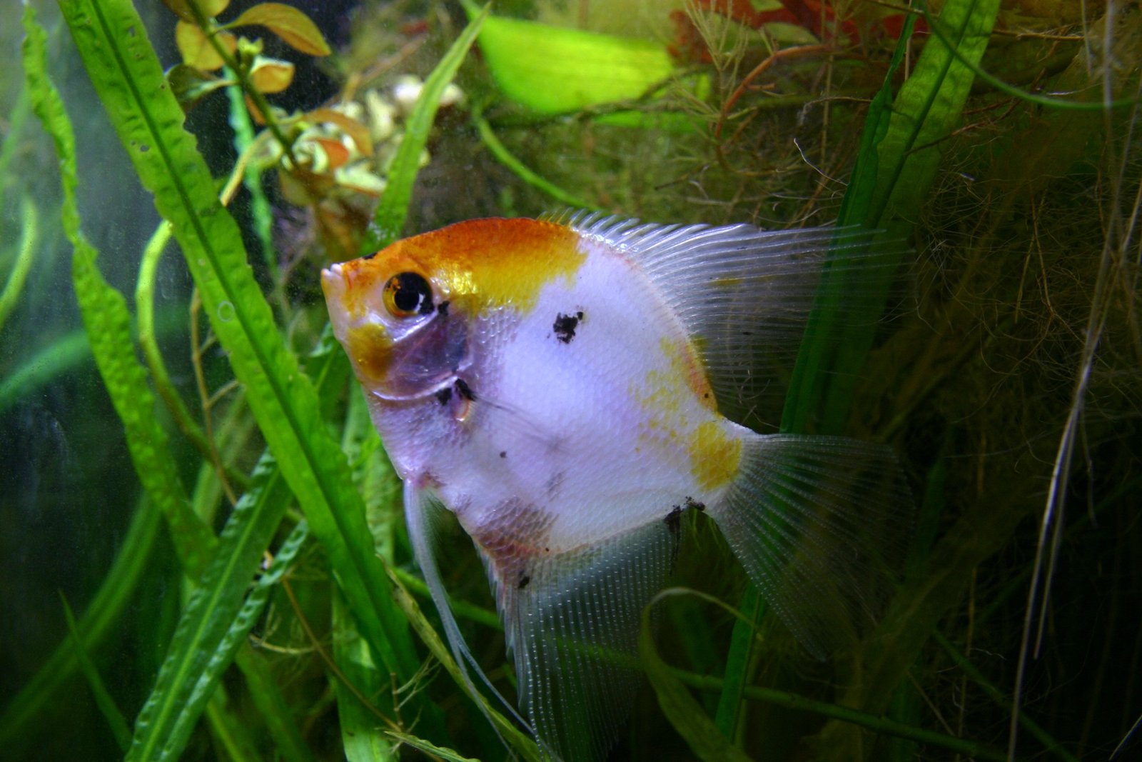 Koi Angelfish species reference