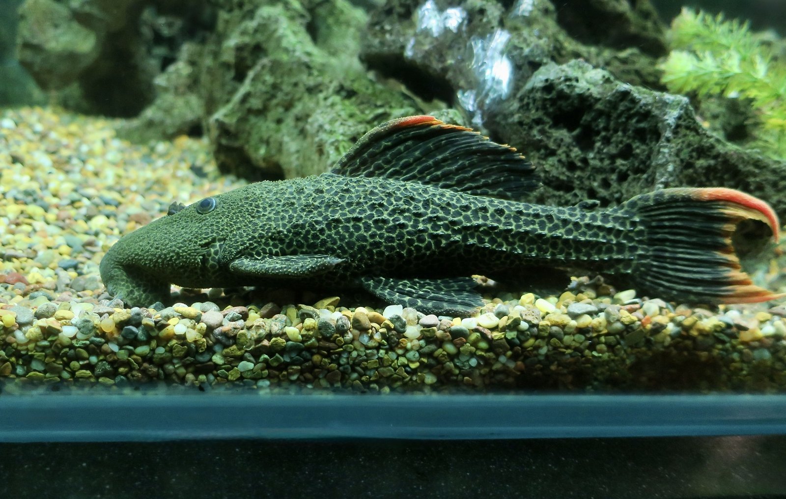 Leopard Cactus Pleco L114 species reference