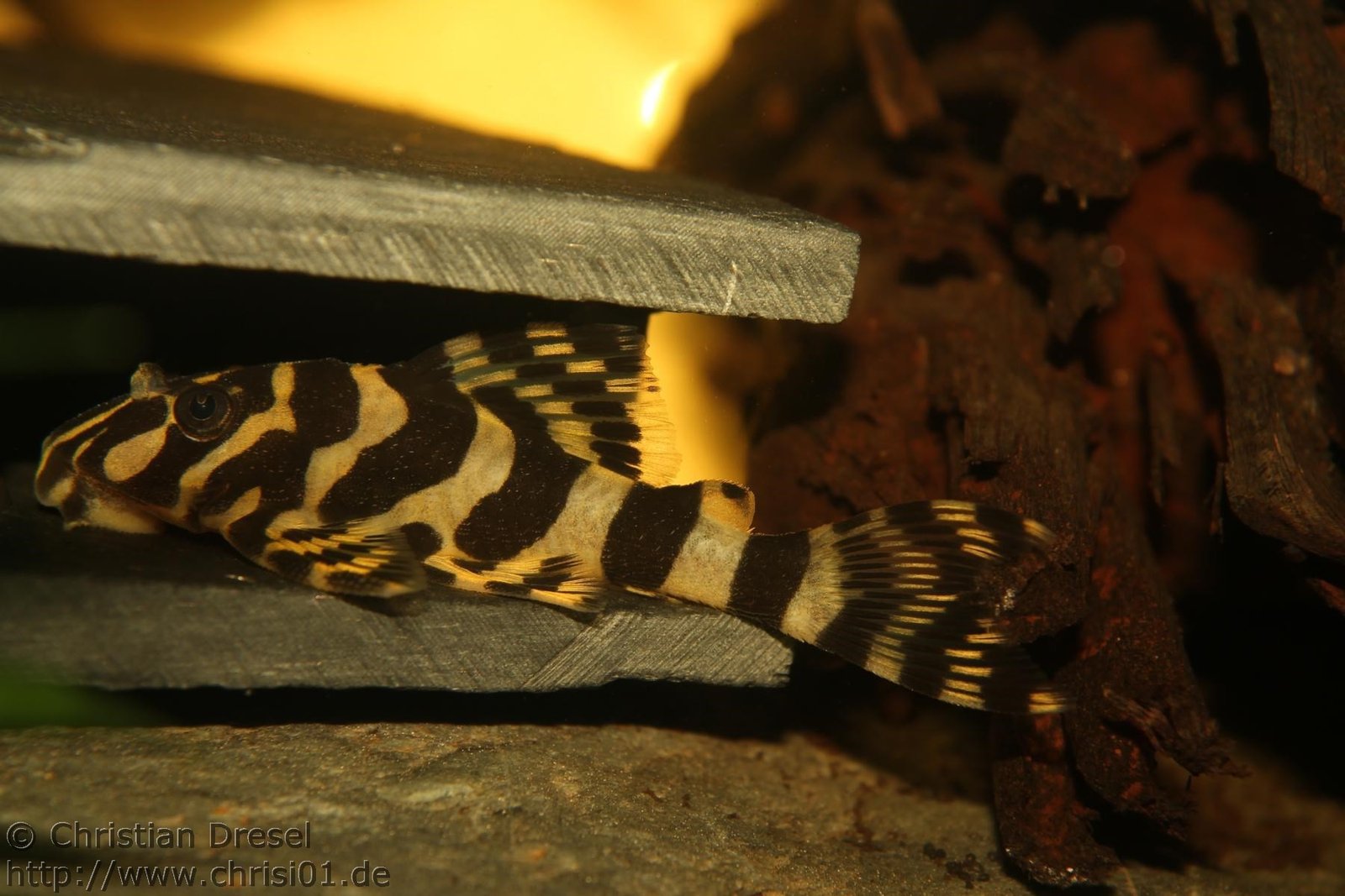 Leopard Frog Pleco L134 species reference
