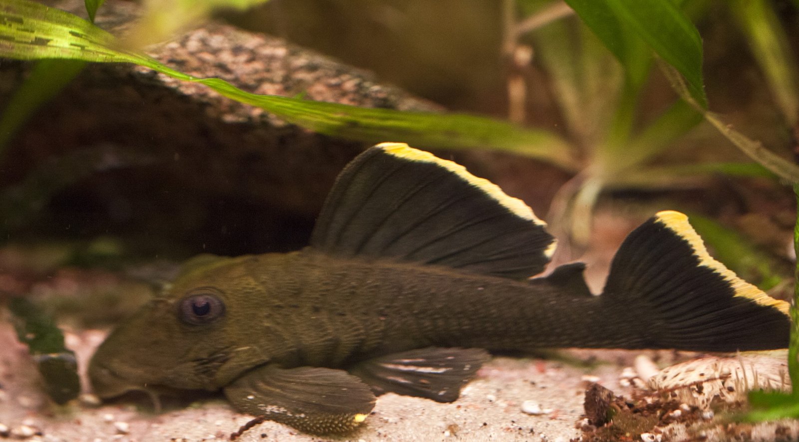 Magnum Pleco L047 species reference