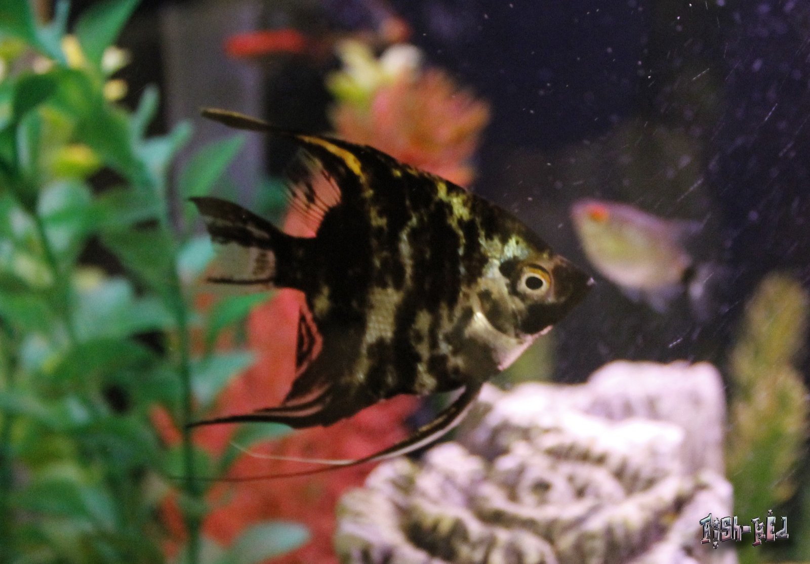 Marble Angelfish species reference
