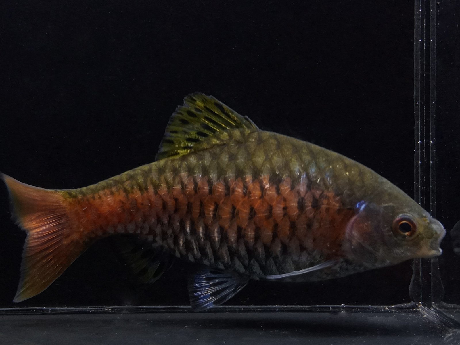 Odessa Barb species reference