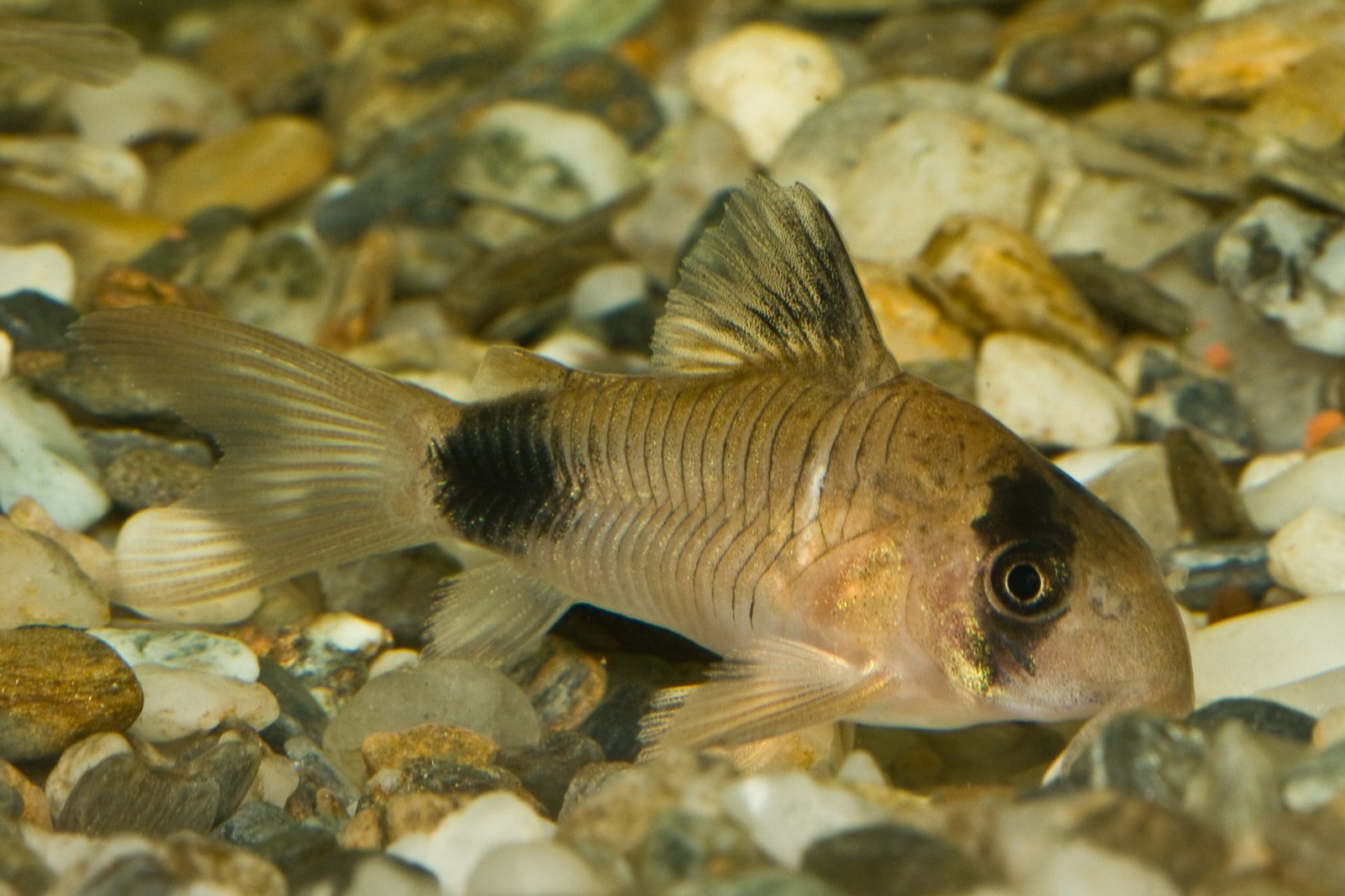 Panda Corydoras species reference