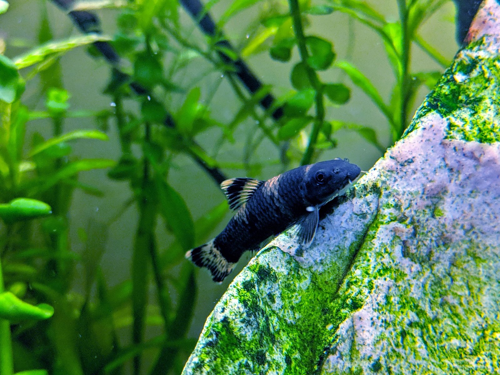 Panda Garra species reference