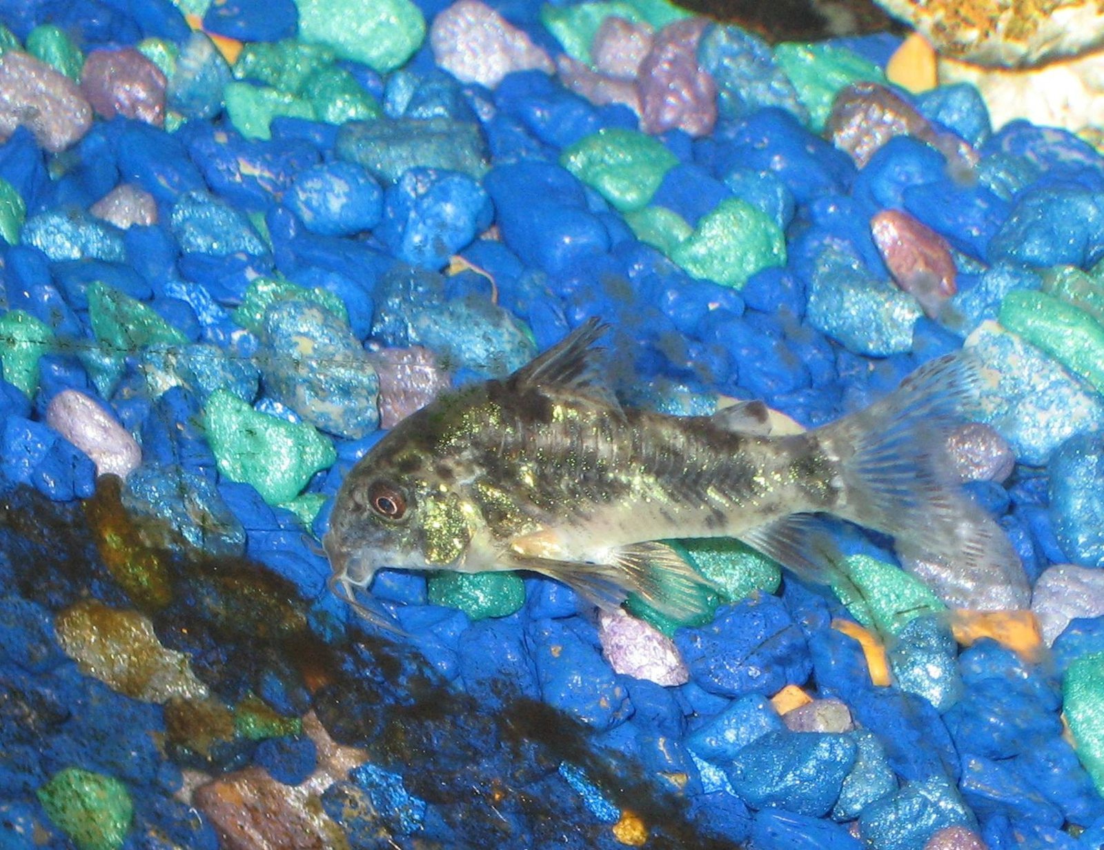 Peppered Corydoras species reference