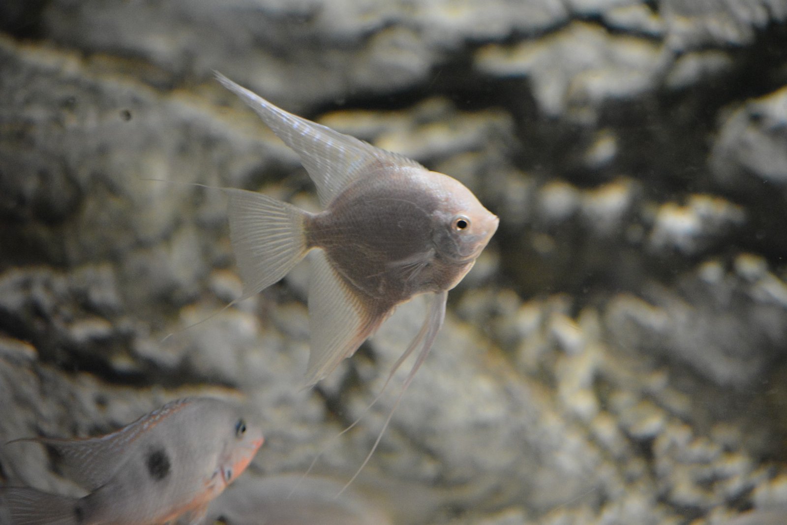 Platinum Angelfish species reference
