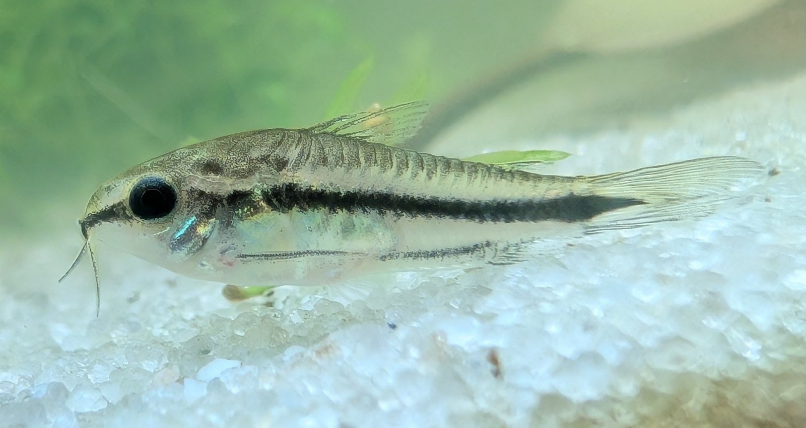 Pygmy Corydoras species reference