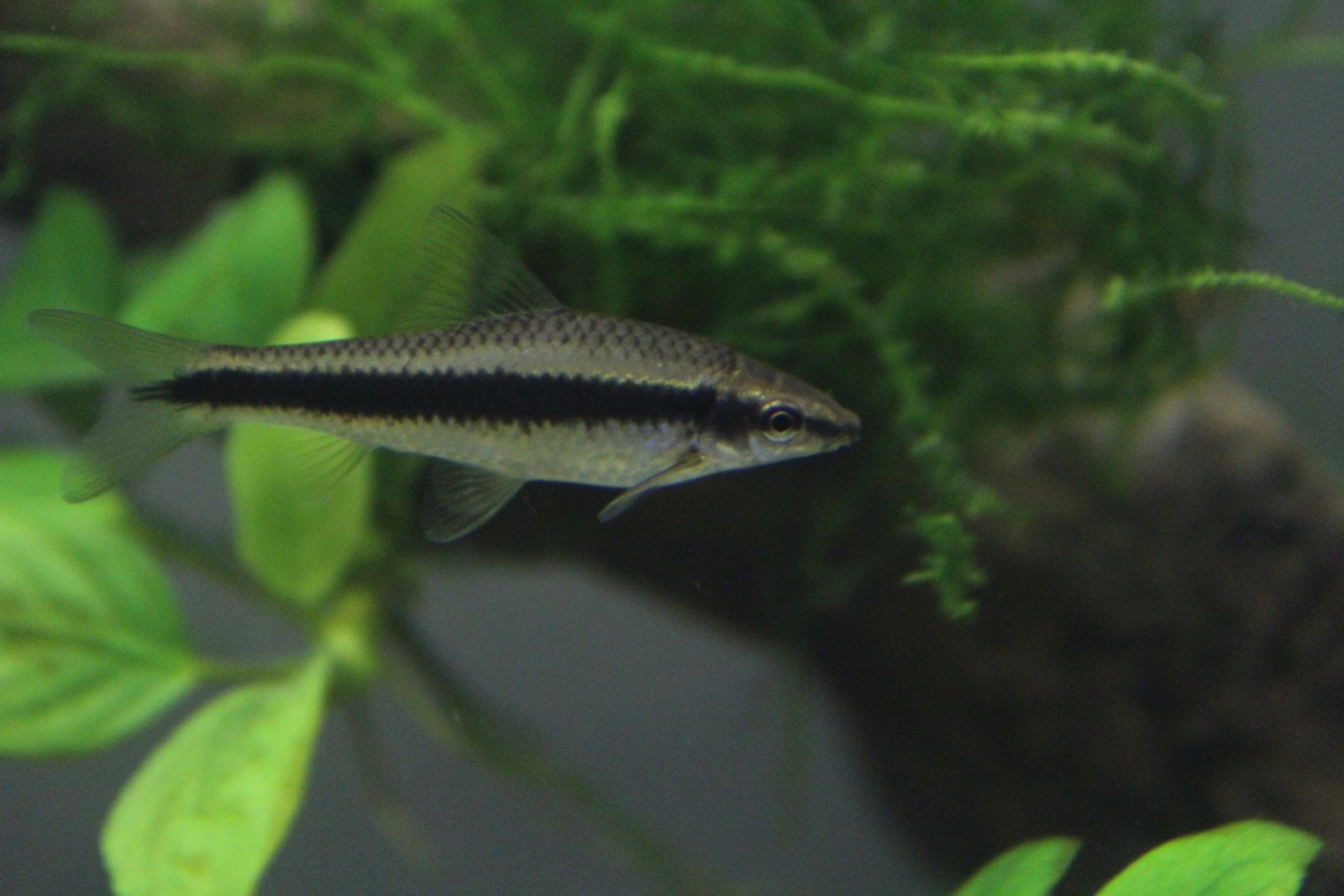 Siamese Algae Eater species reference