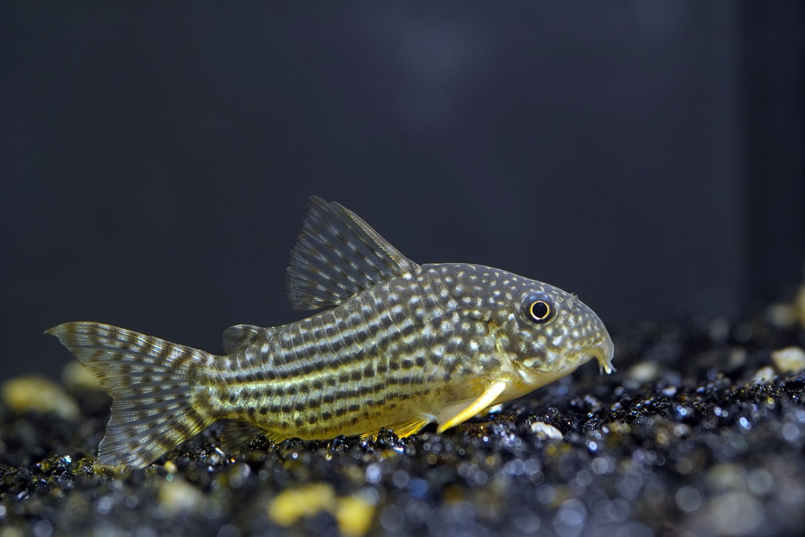 Sterbai Corydoras species reference
