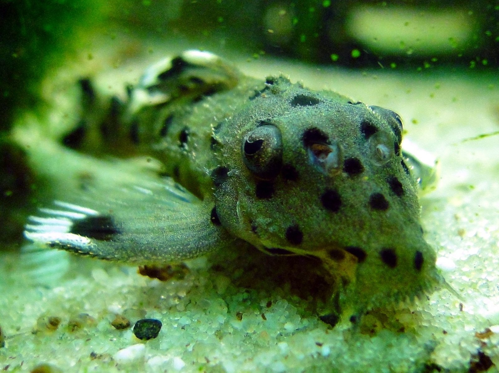 Sultan Pleco L264 species reference