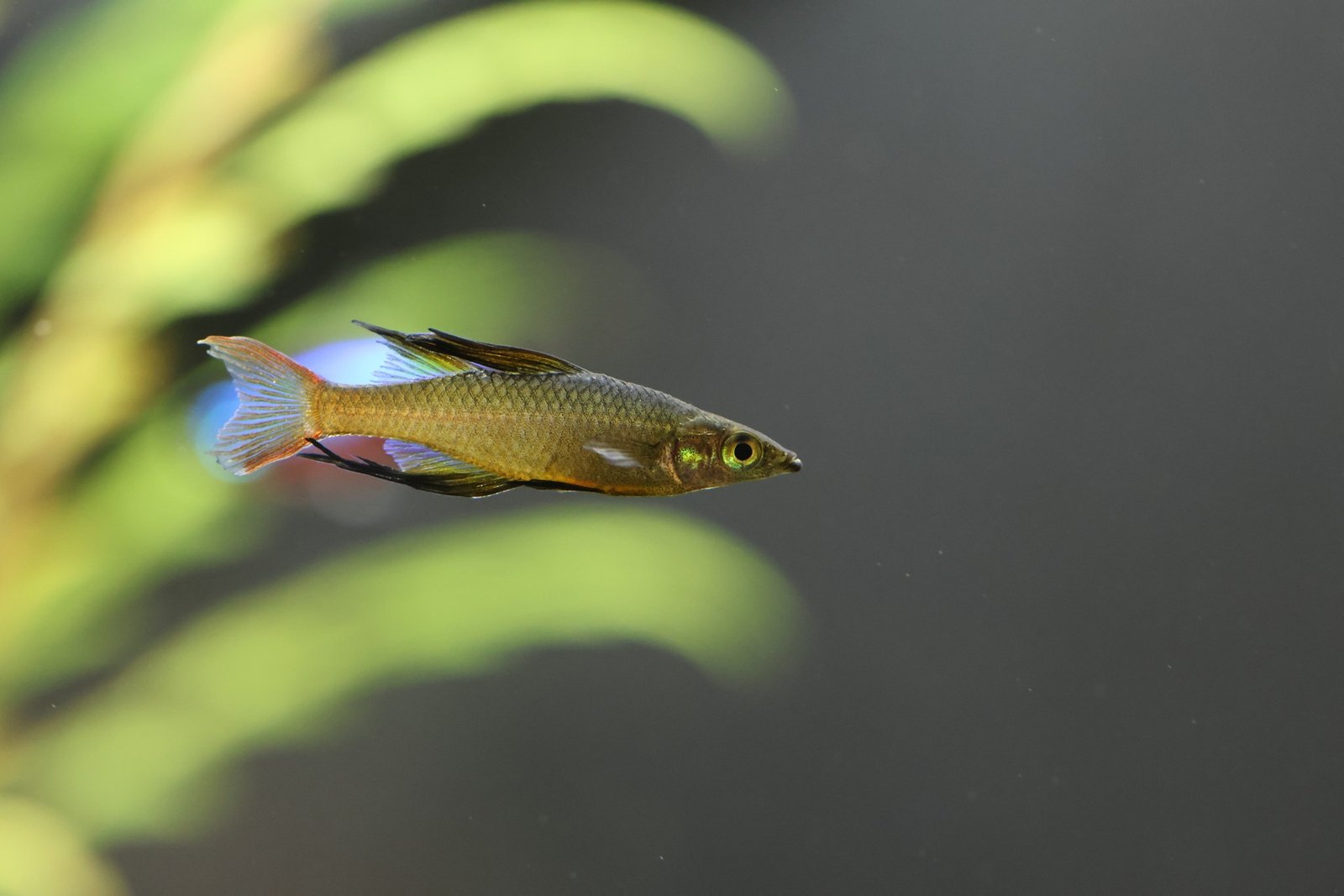 Threadfin Rainbowfish species reference