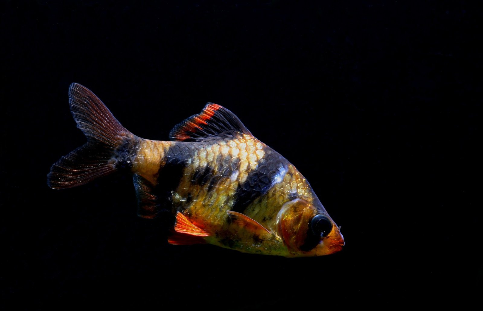 Tiger Barb species reference