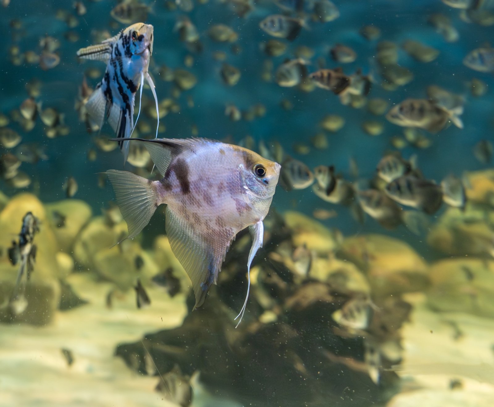 Freshwater Angelfish reference