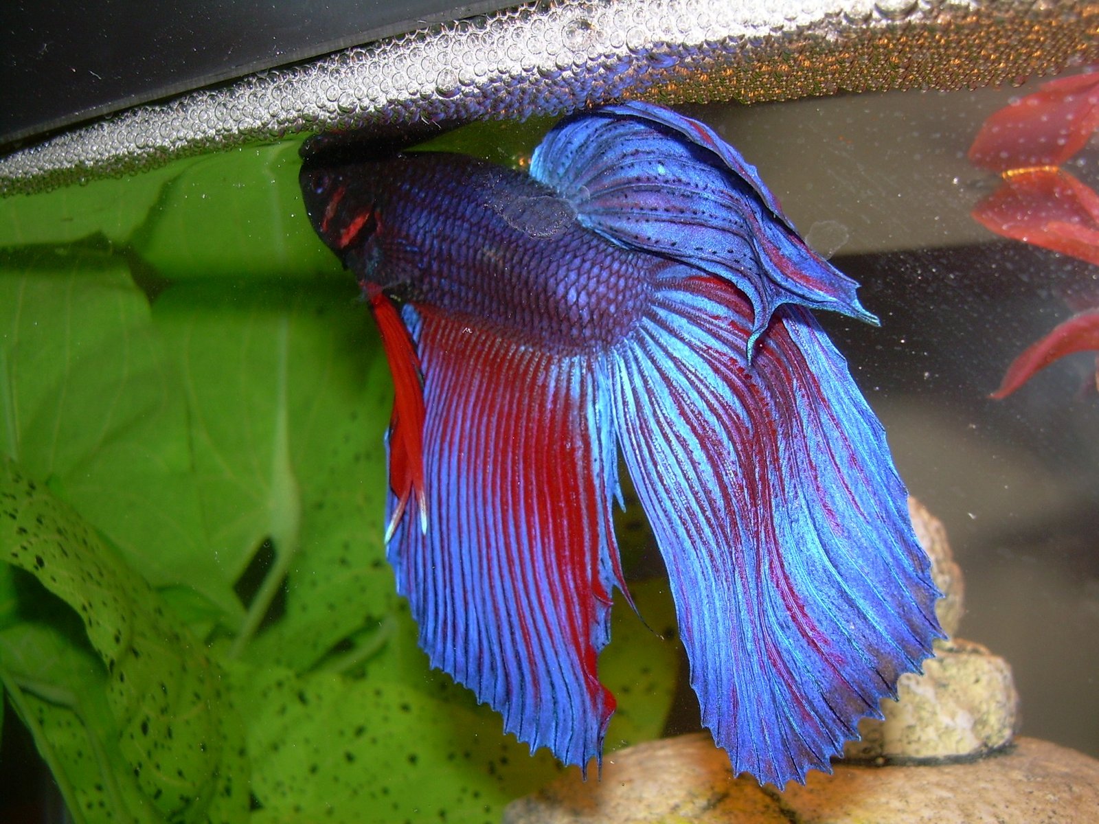 Betta reference