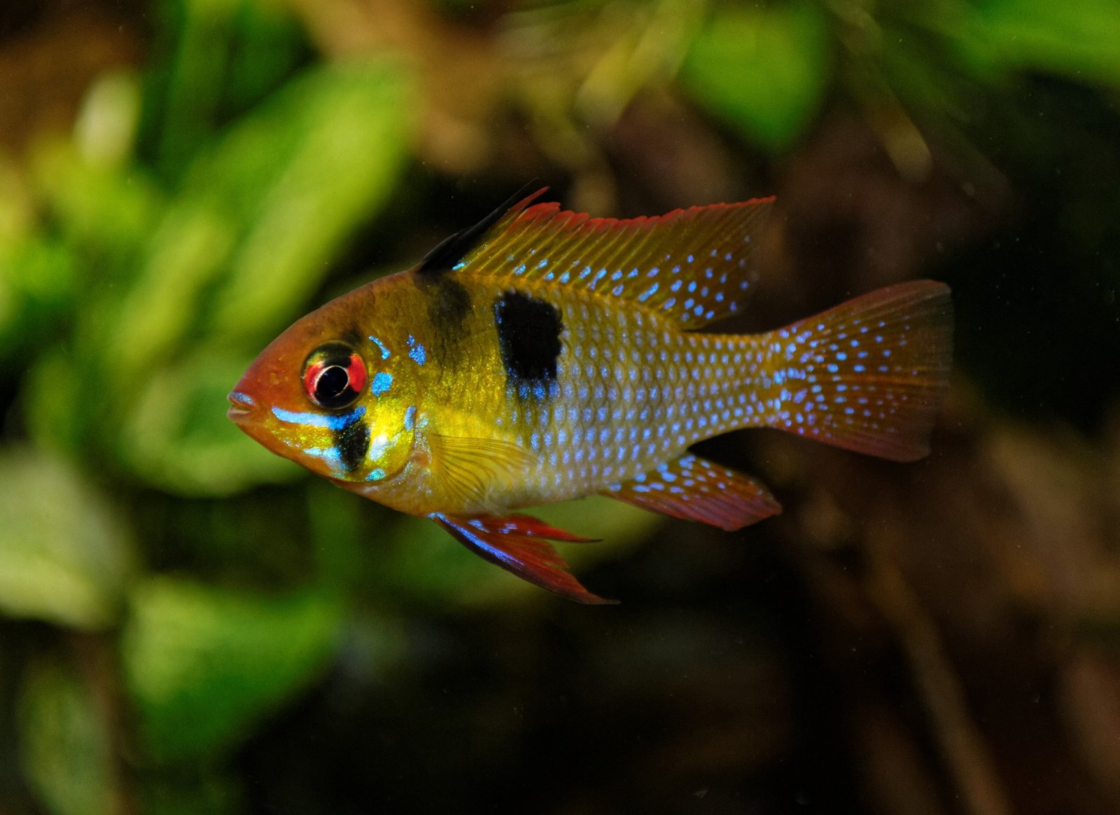 Blue Ram Cichlid reference