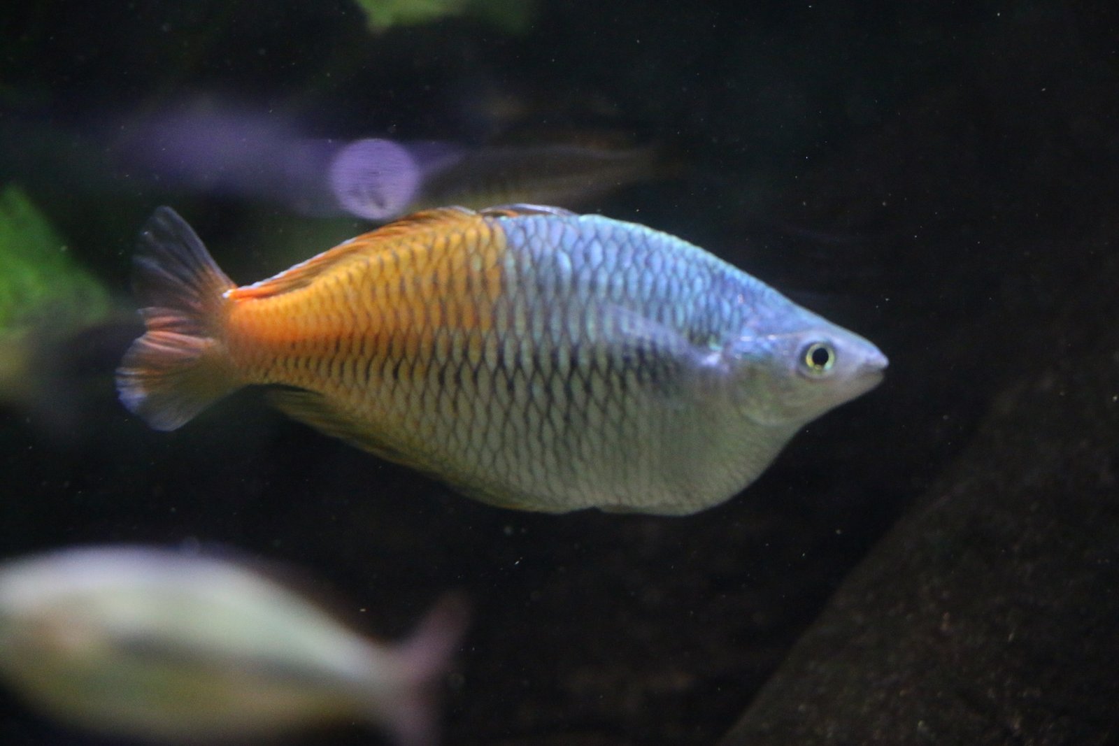 Boesemani Rainbowfish reference