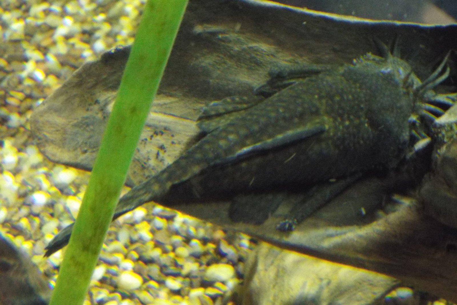 Bristlenose Pleco reference