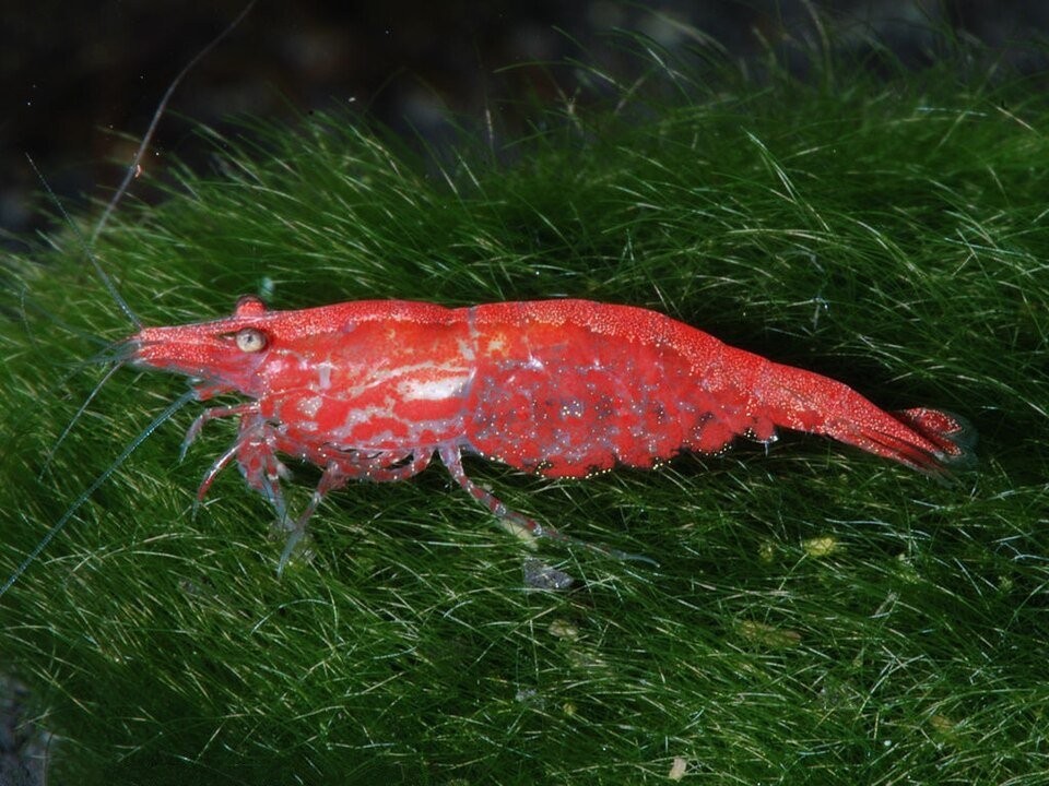 Cherry Shrimp reference