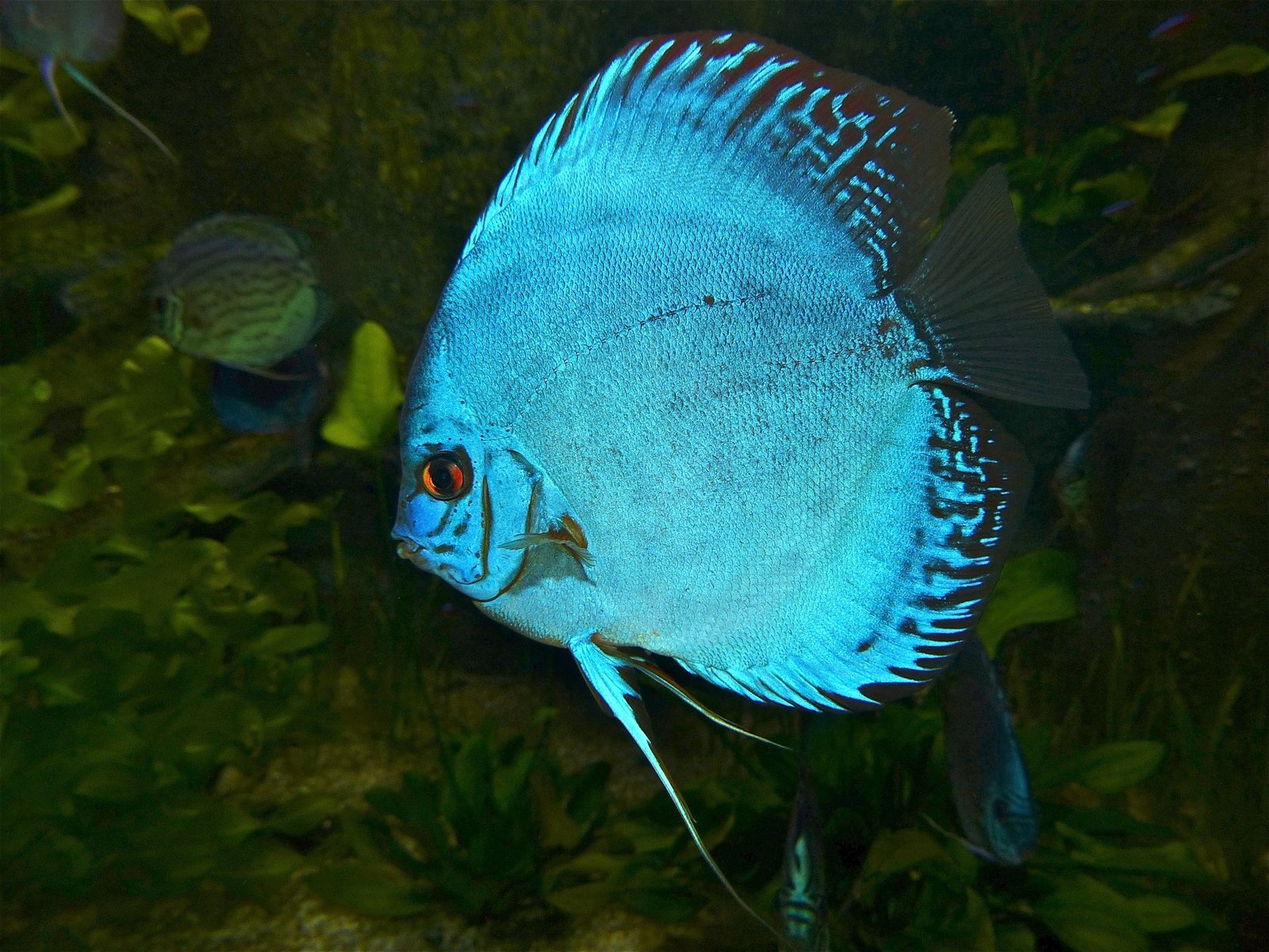 Discus reference