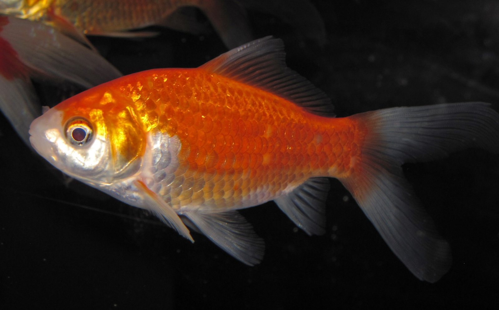 Goldfish reference