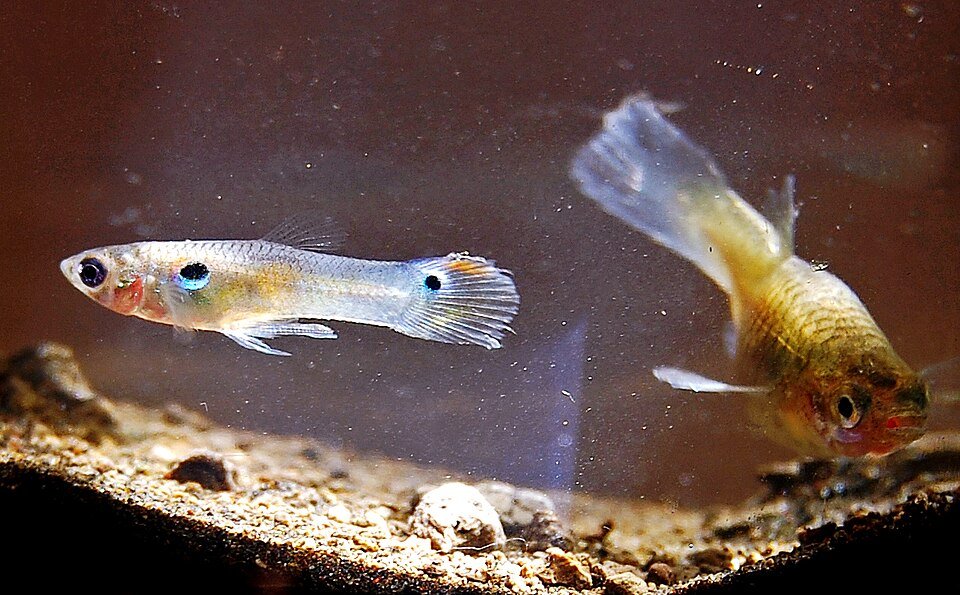 Guppy reference