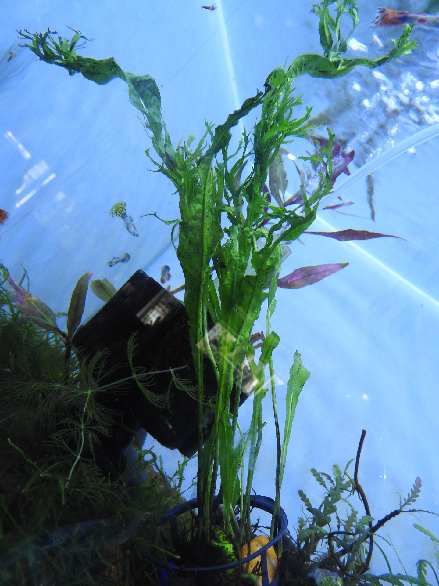 Java Fern reference