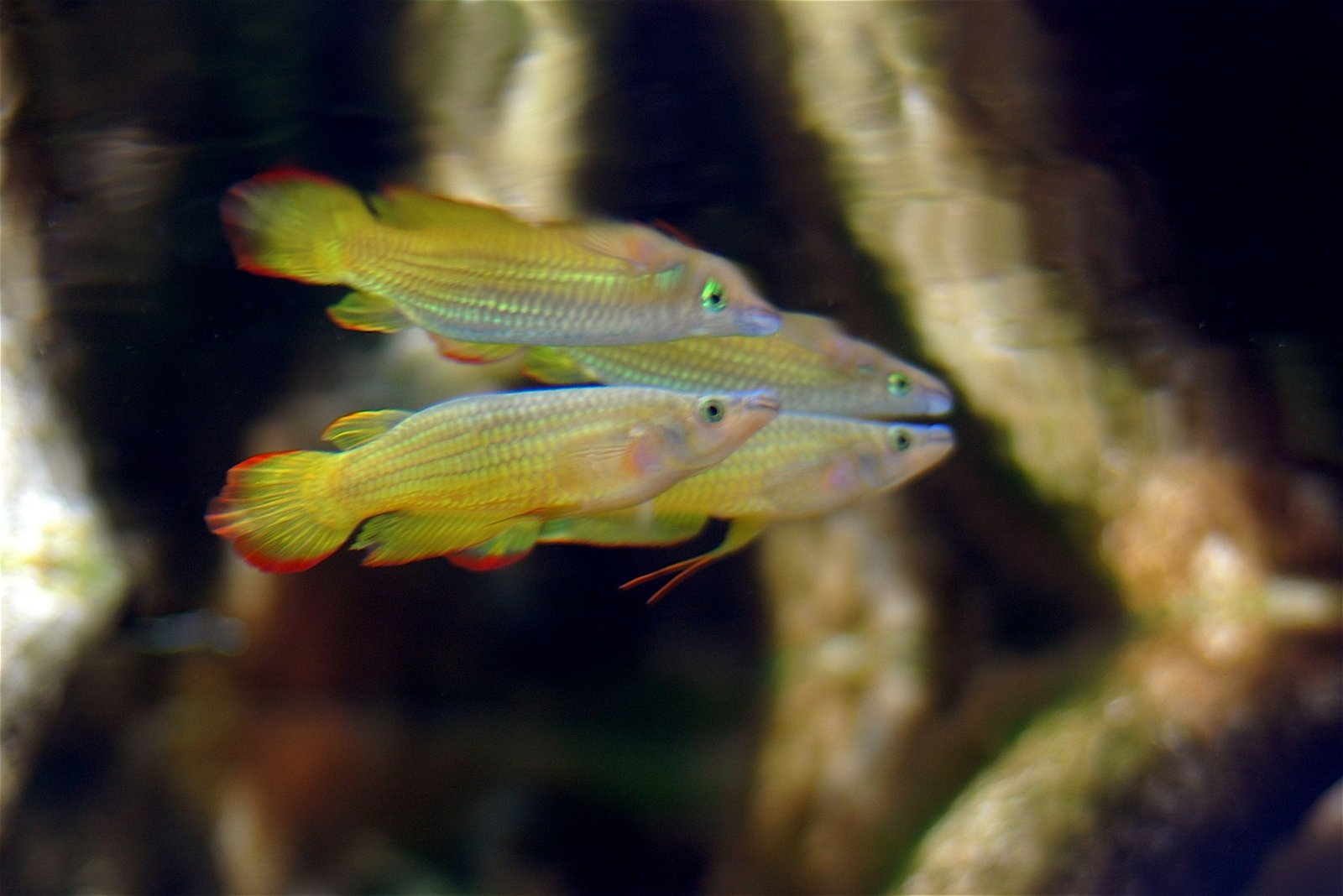 Golden Wonder Killifish species reference