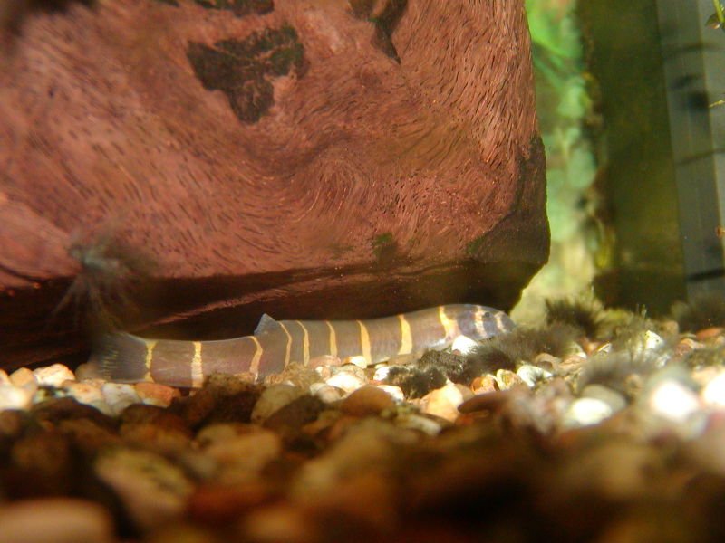 Kuhli Loach species reference