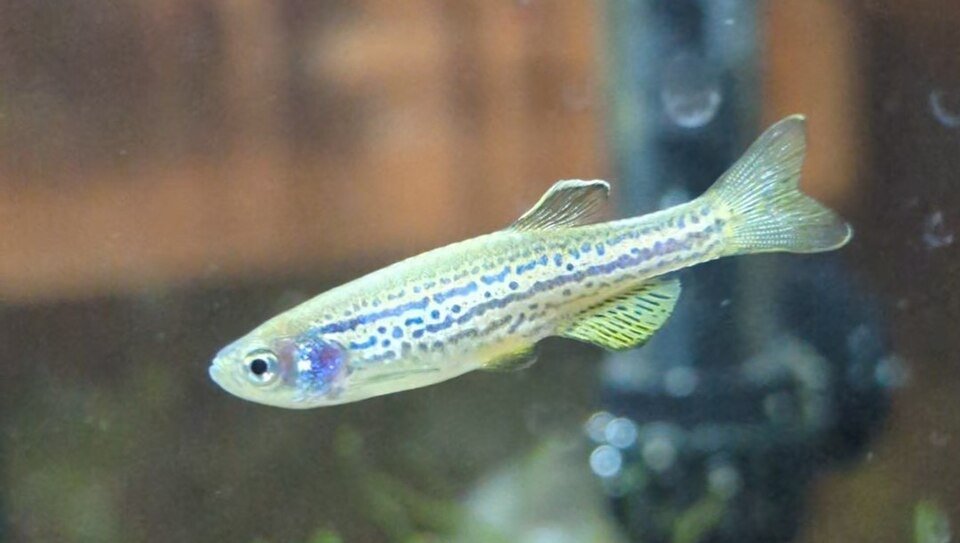 Leopard Danio species reference