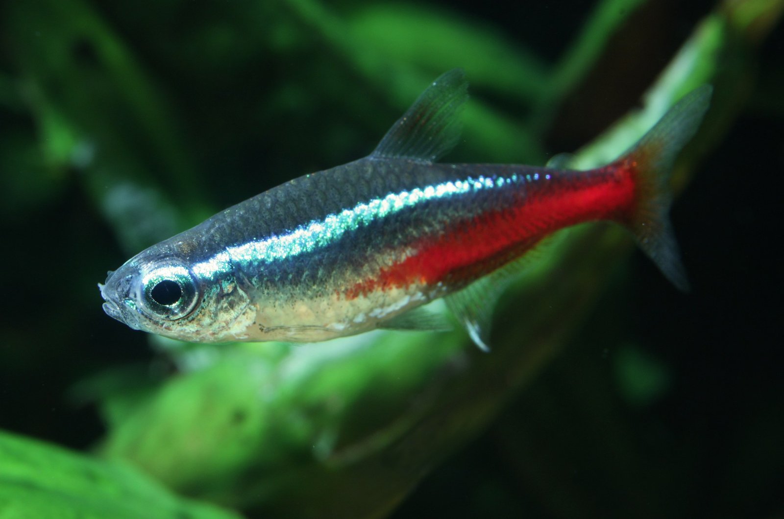 Neon Tetra species reference