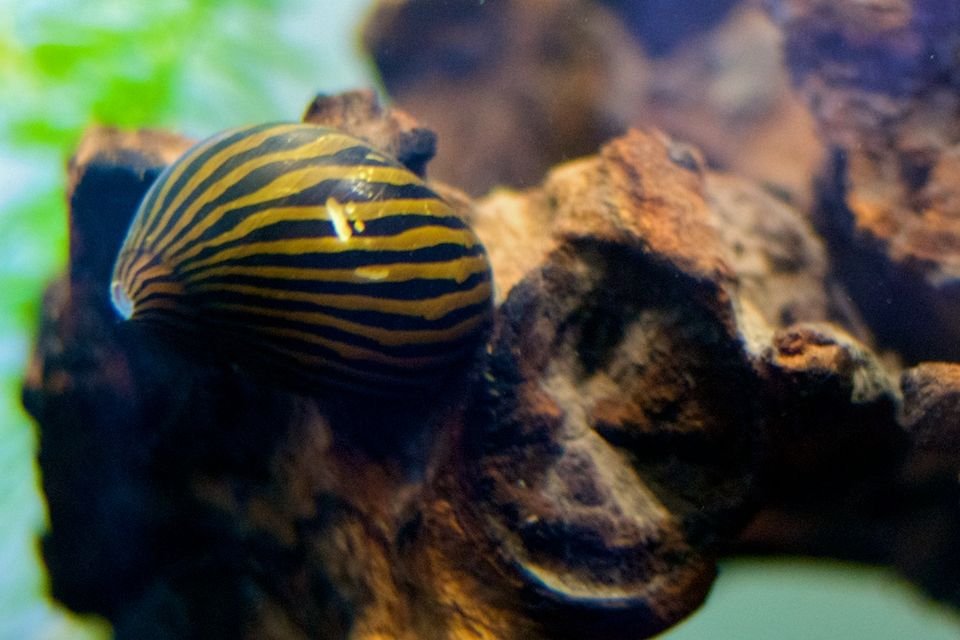 Nerite Snail reference