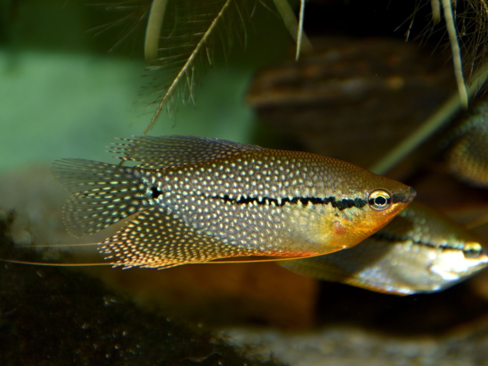 Pearl Gourami species reference